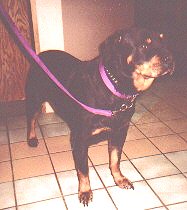 Daisy