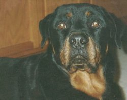 Ruger