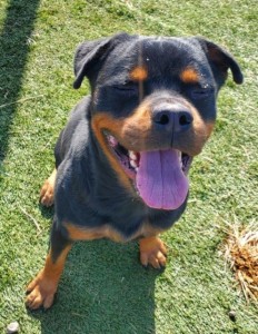 February 15 2026 Cujo